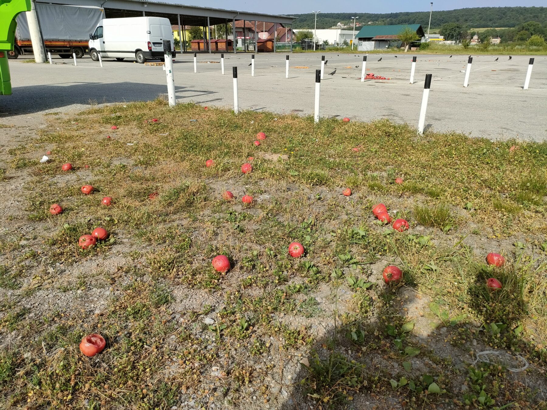 Krusevac トマト散乱