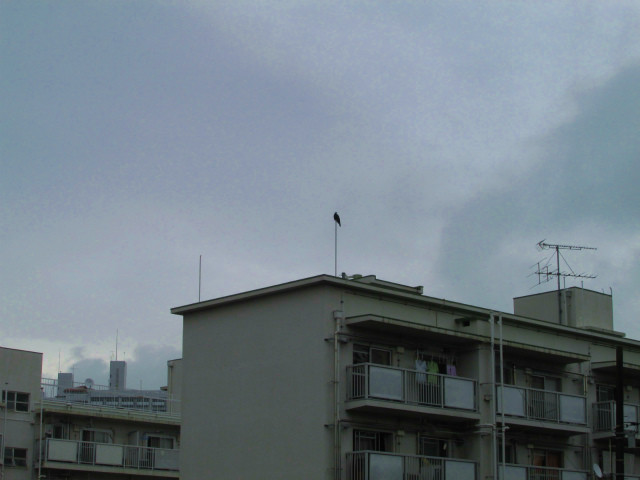 rabuka blog-IMG_6547.jpg