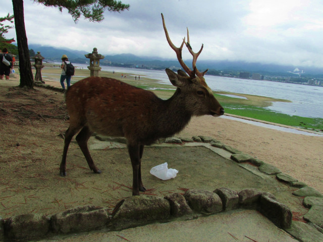 rabuka blog-IMG_6619.jpg