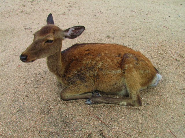 rabuka blog-IMG_6583.jpg