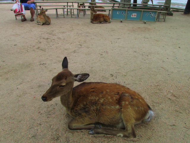 rabuka blog-IMG_6584.jpg