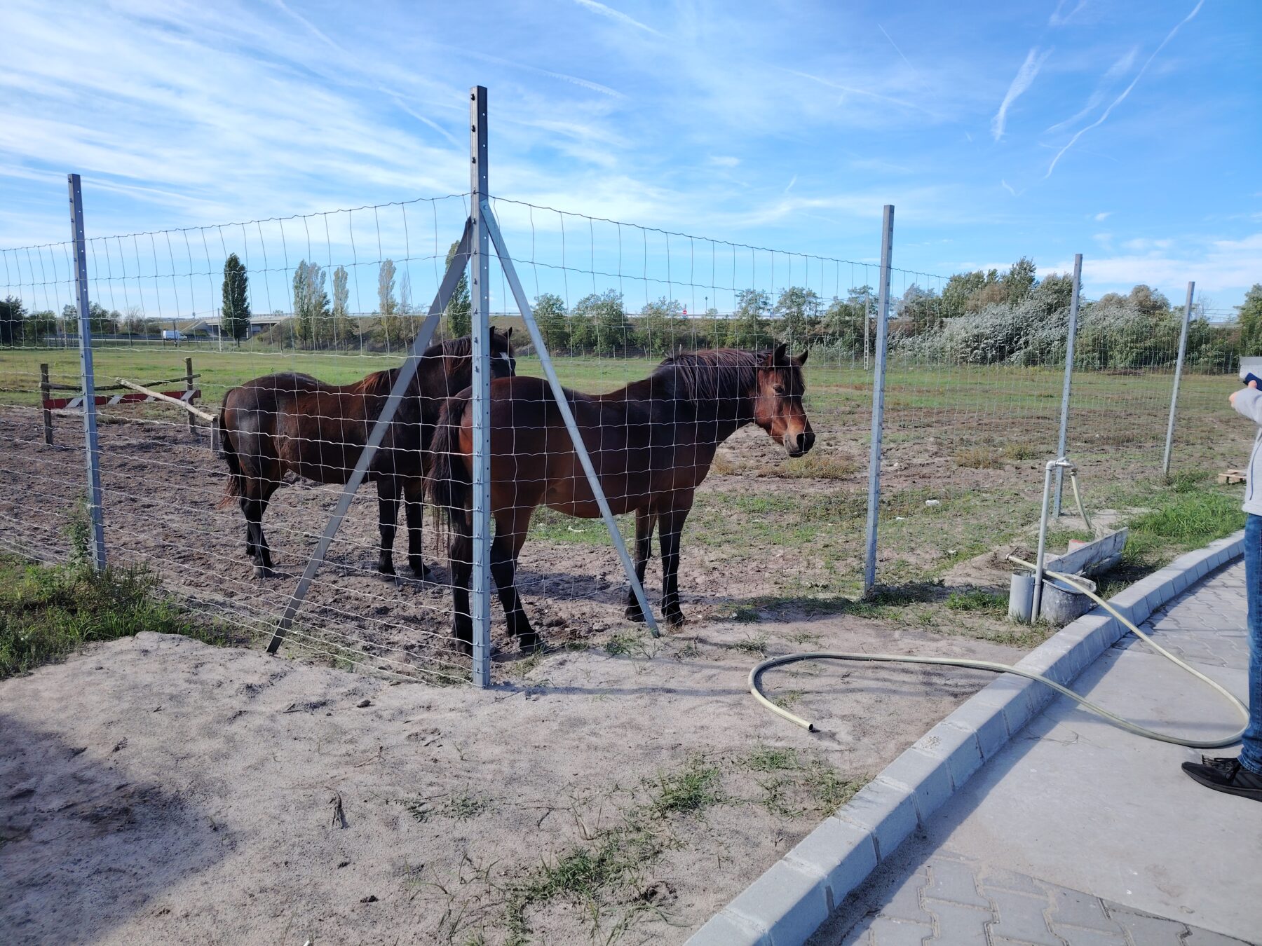 Horses